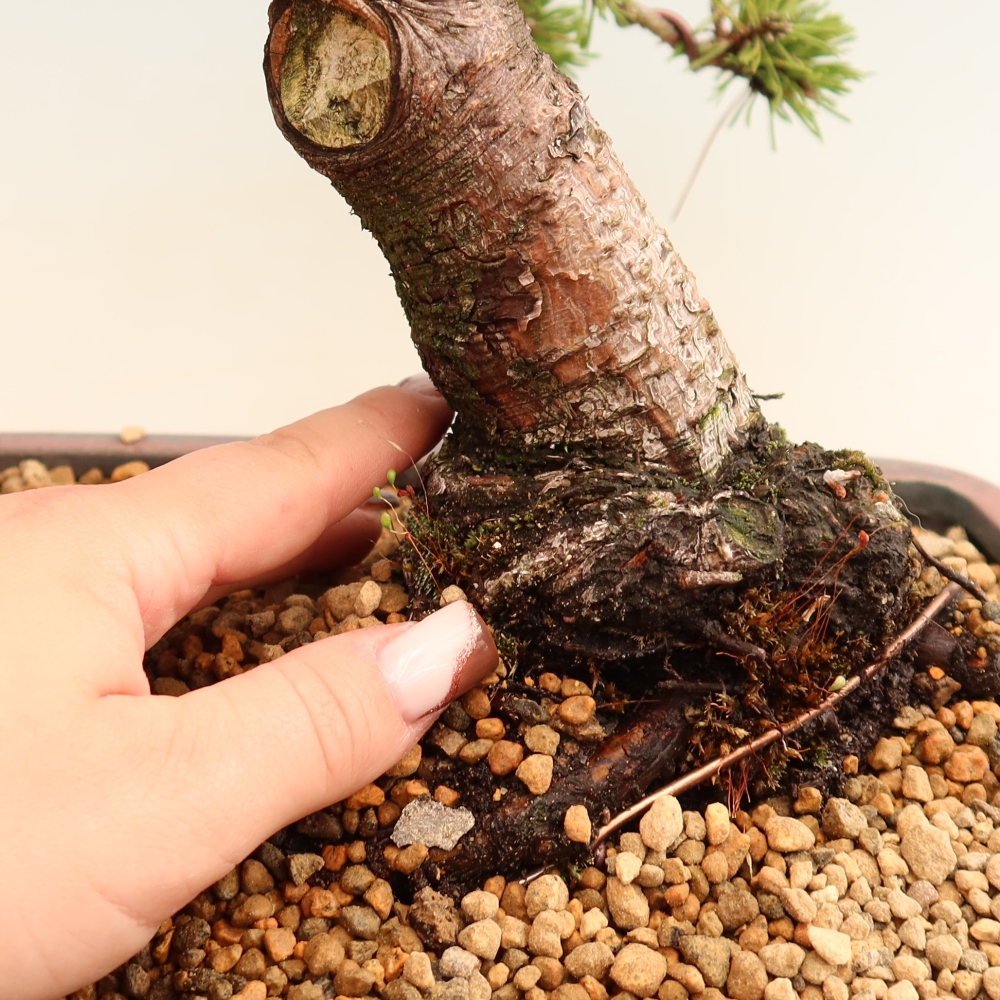 Bonsai da esterno - Pinus mugo Humpy  - Pino mugo