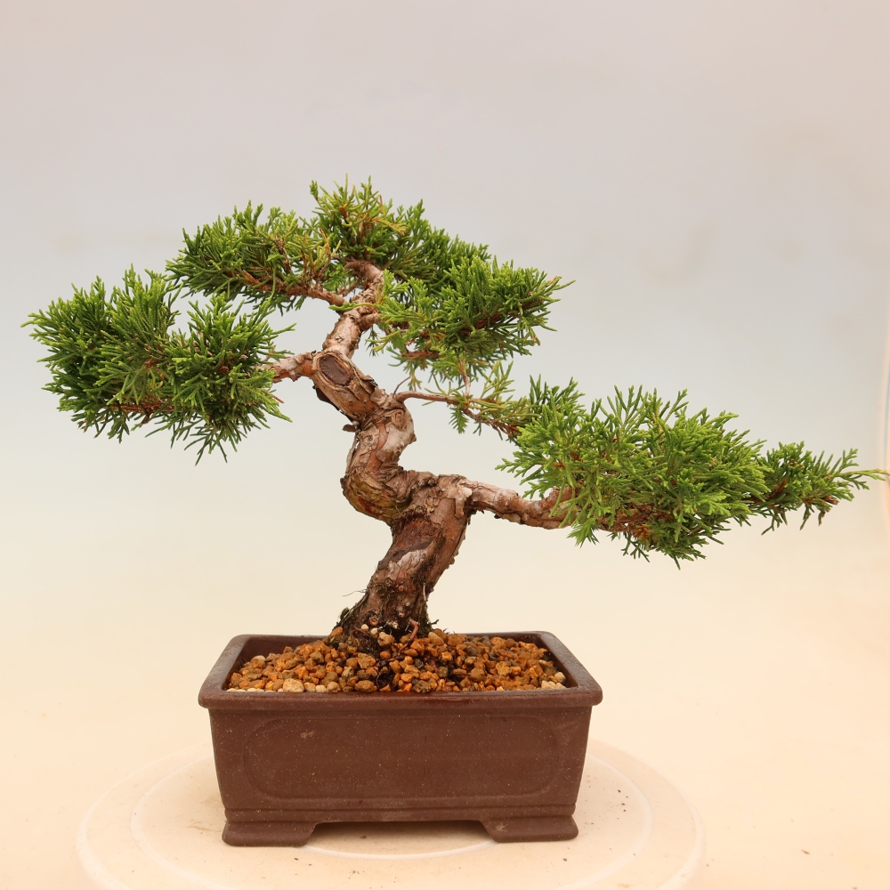 Bonsai da esterno - Juniperus chinensis Itoigawa