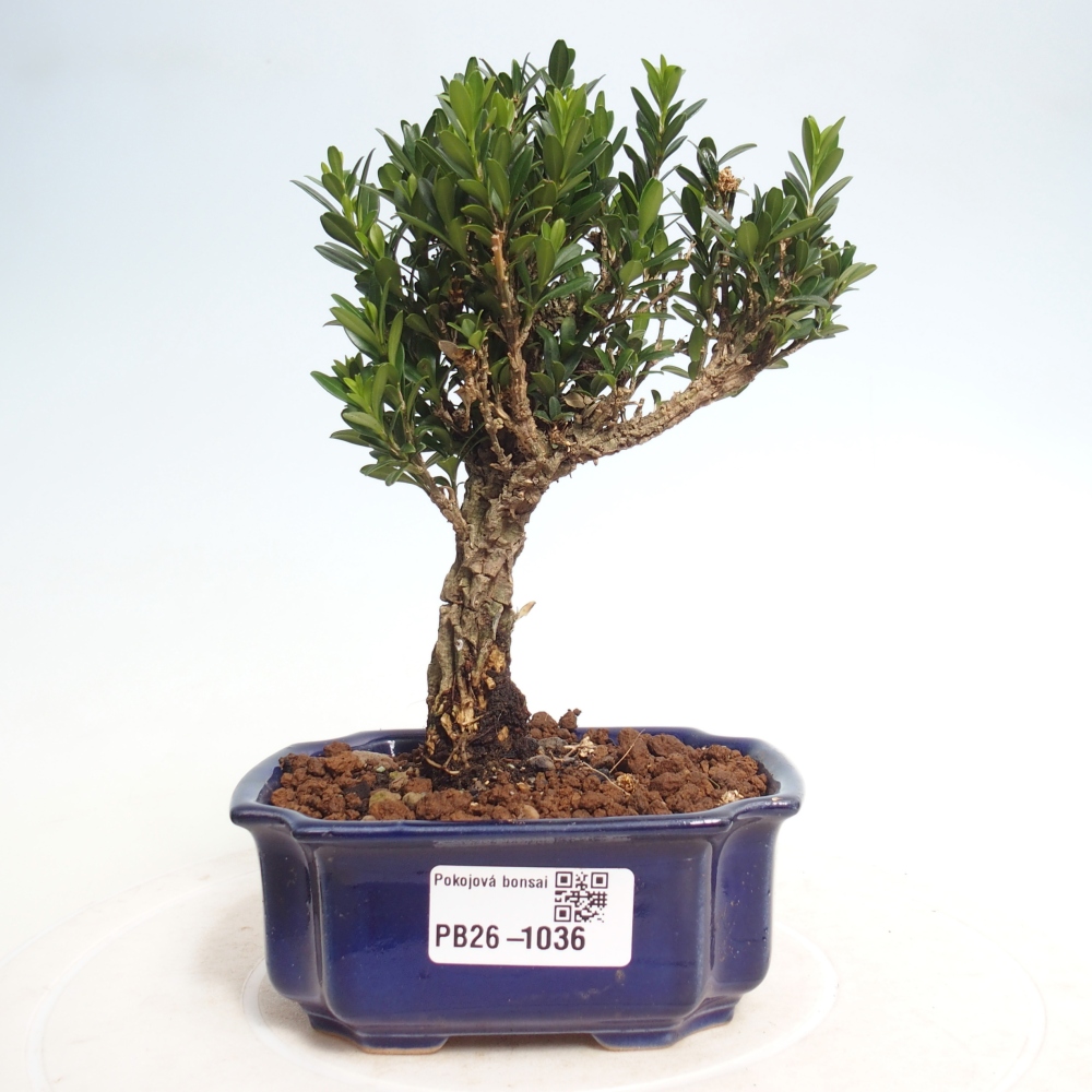 Camera bonsai - Buxus harlandii - buxus da sughero