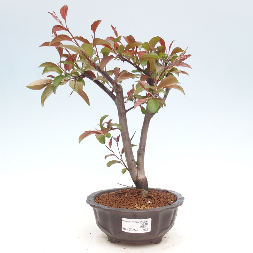 Bonsai da esterno -Malus domestica - Melo a piccoli frutti a foglie rosse