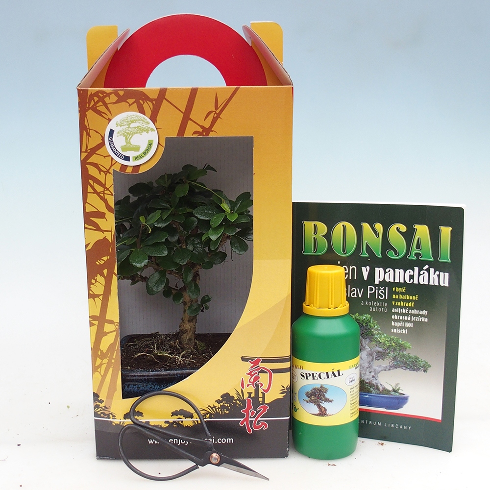 Bonsai da camera in confezione regalo Carmona microphylla - Tea fuki