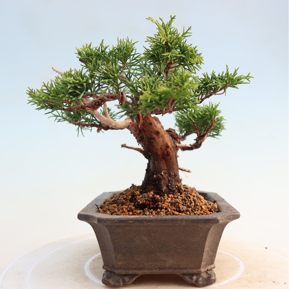 Bonsai da esterno - Juniperus chinensis Itoigawa