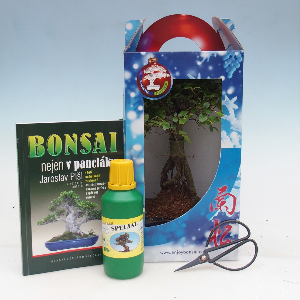 Ulmus parvifolia - olmo cinese