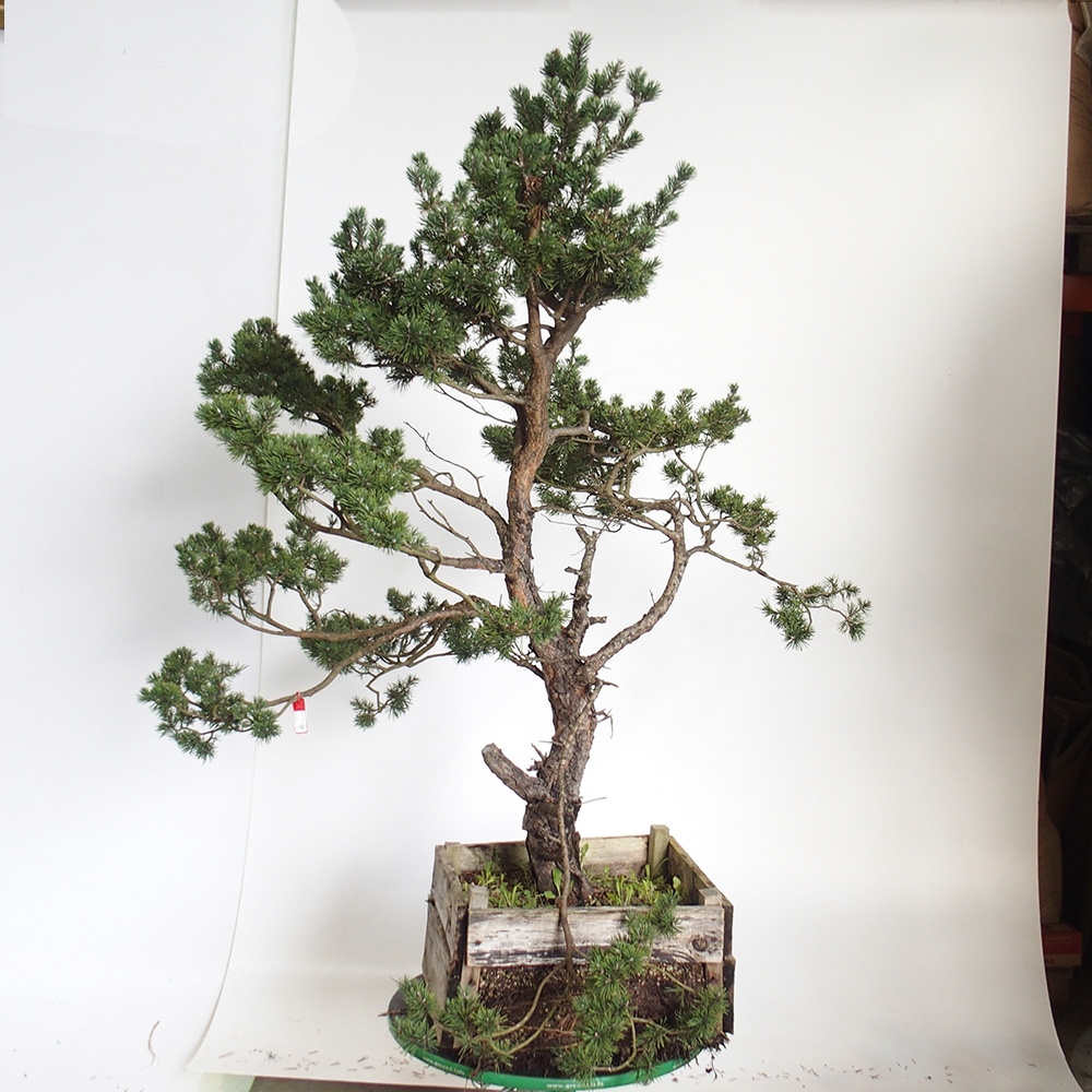 Yamadori - Pinus sylvestris Spagna