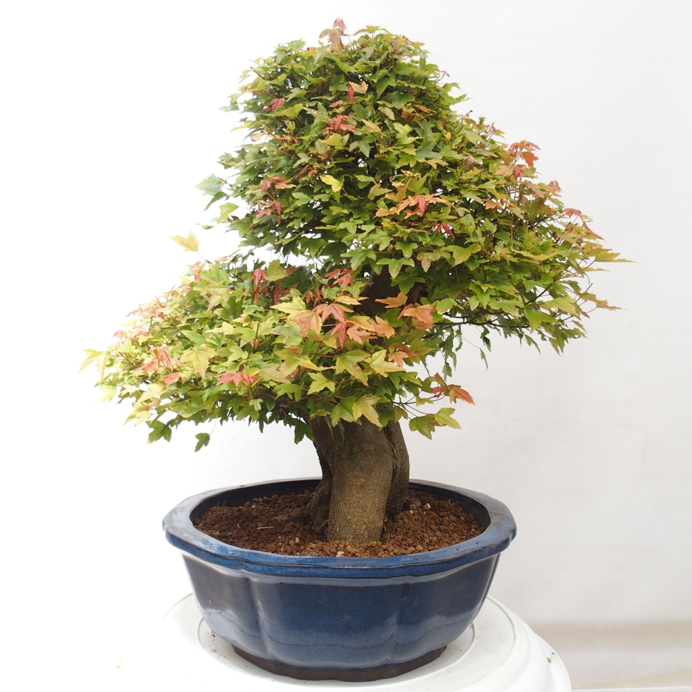 Bonsai da esterno - Acer Buergerianum - Acero di Burger