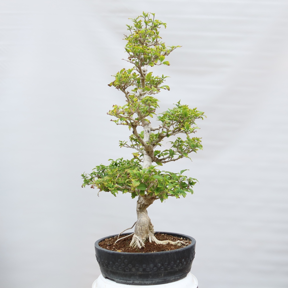 Bonsai da esterno - Hibiscus syriacus - Ibisco siriano