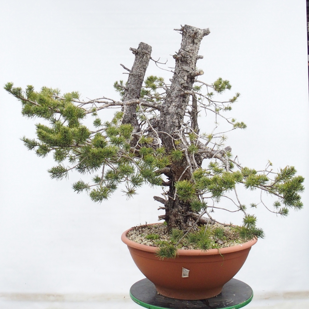 Yamadori - Pinus sylvestris Spagna