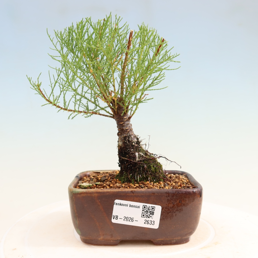 Bonsai da esterno - Tamarisco - Tamarix