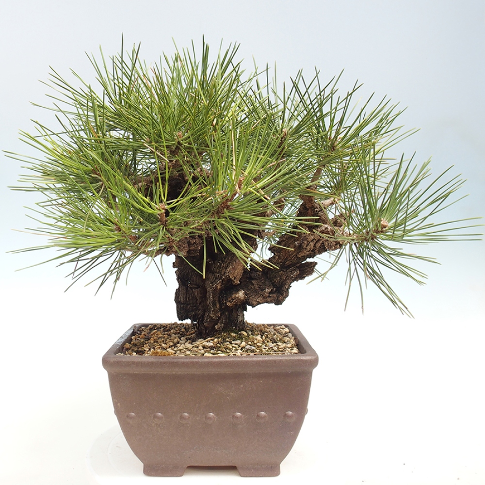 Bonsai da esterno - Pinus thunbergii - Pino di Thunberg