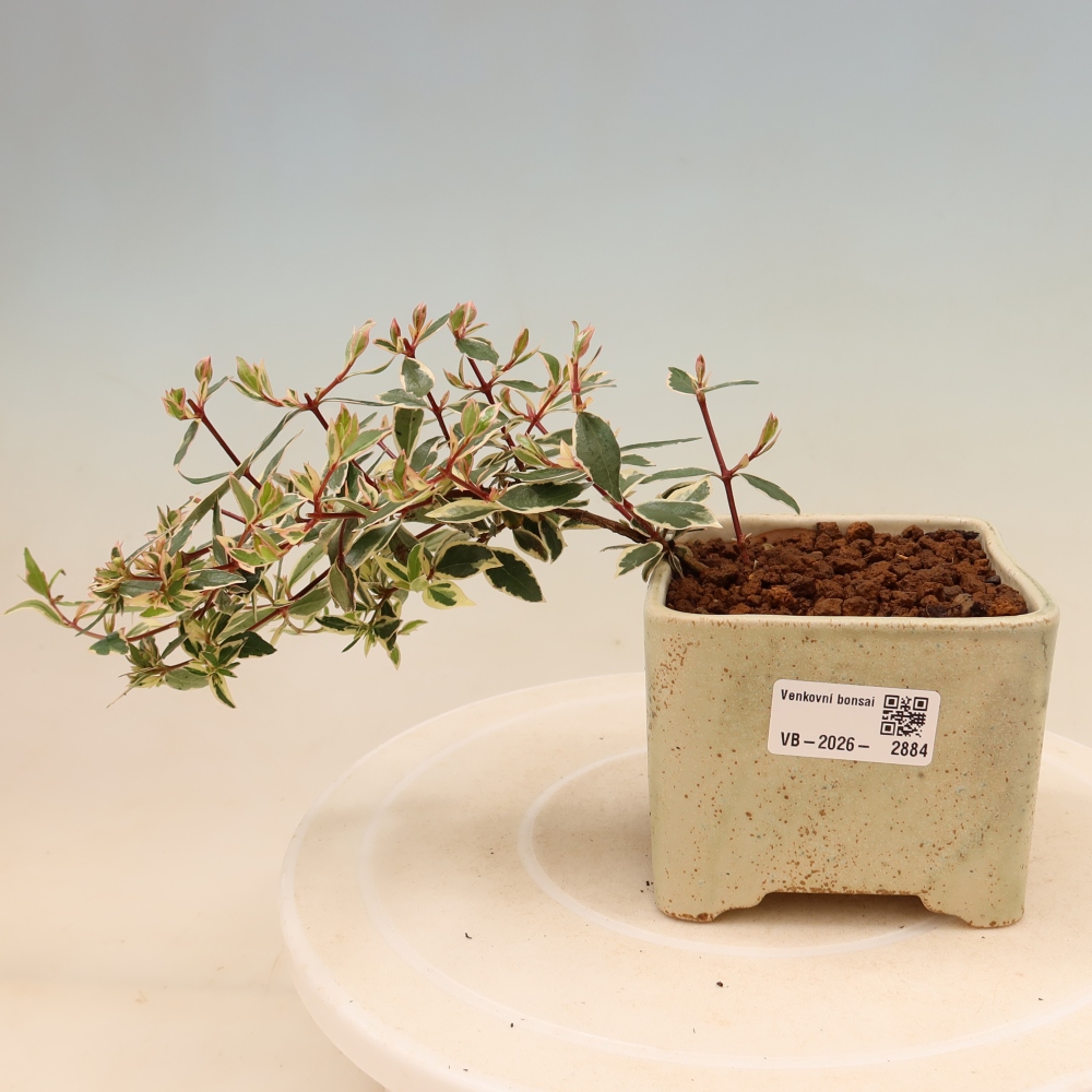Bonsai da esterno - Abelia gr. Confetti - Abelia a fiore grande