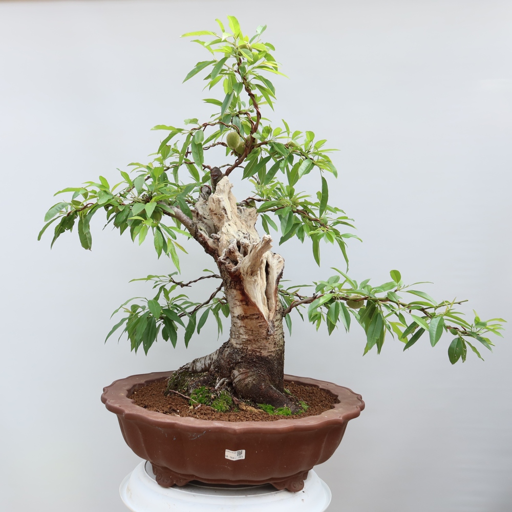 Bonsai da esterno - Prunus dulcis – Mandorlo comune