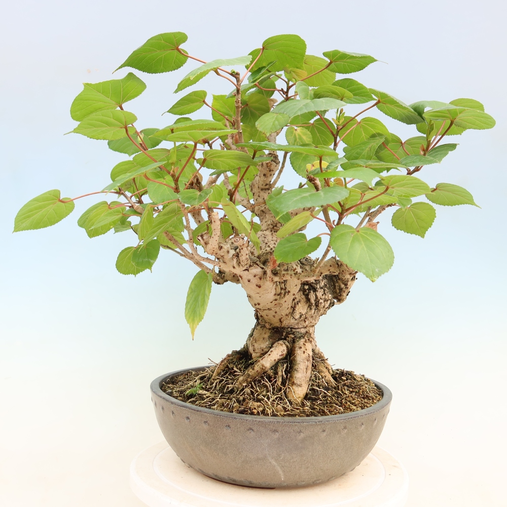 Bonsai da interno - Hibiscus tiliaceus - Ibisco marino