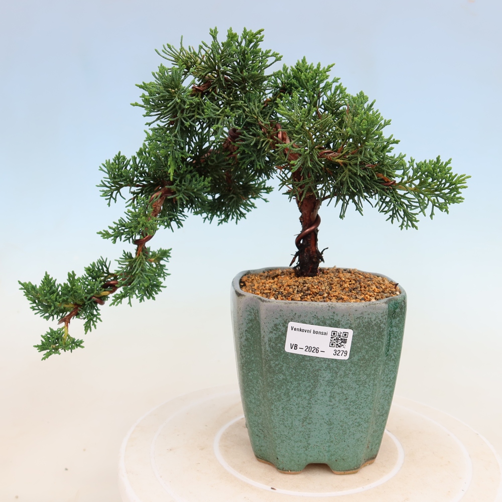 Bonsai da esterno - Juniperus chinensis Kishu