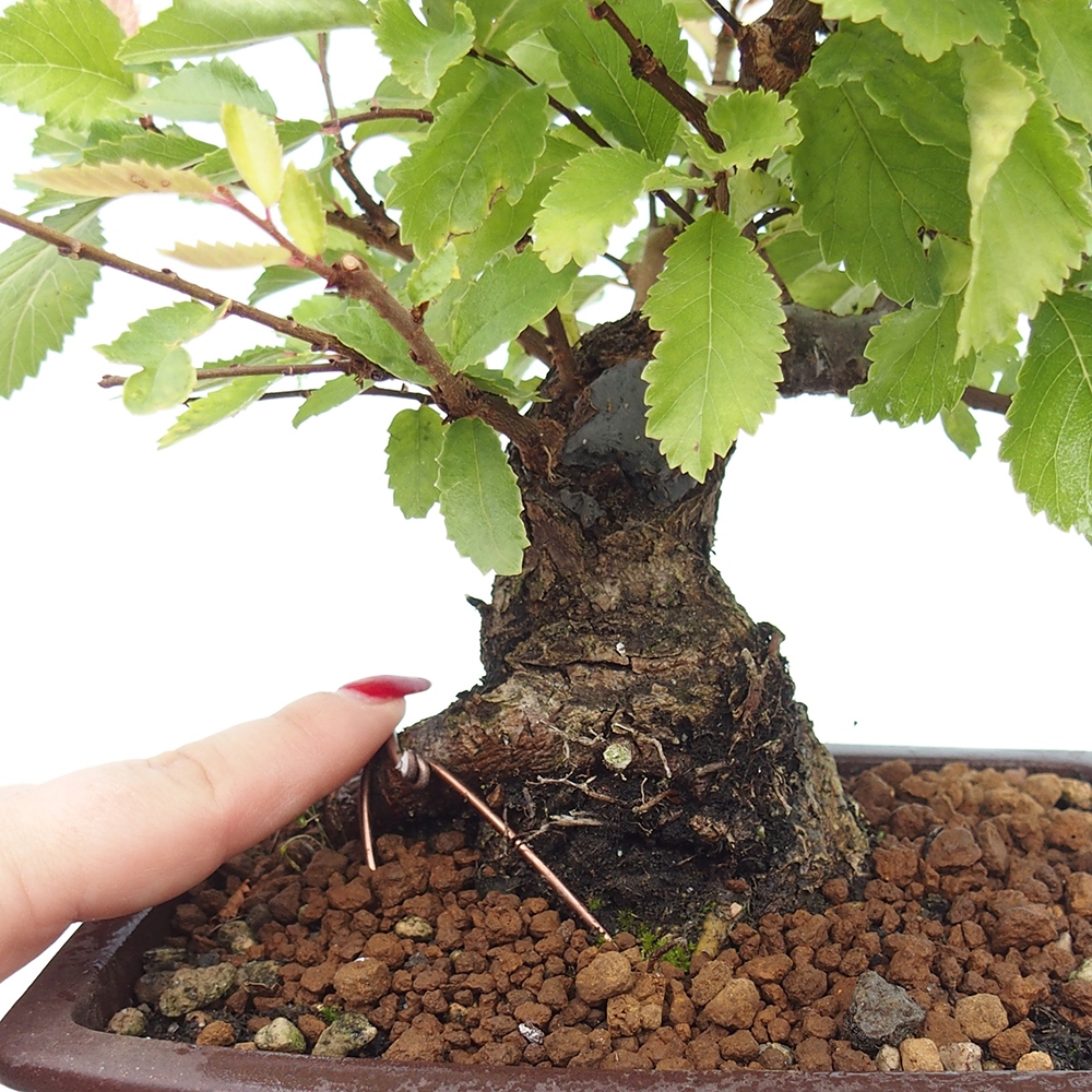 Bonsai da esterno - Zelkova - Zelkova NIRE