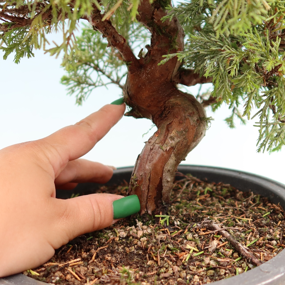 Bonsai da esterno - Juniperus chinensis Itoigawa-Juniperus chinensis