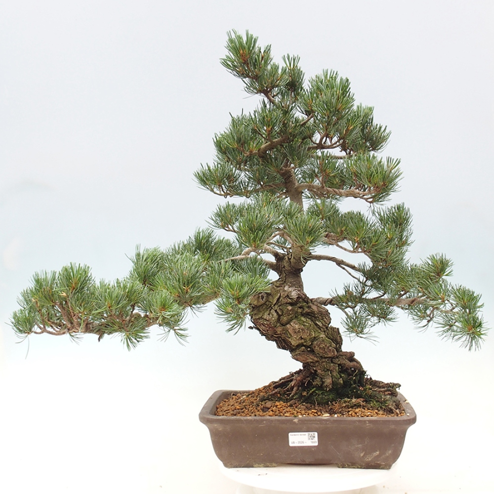 Bonsai da esterno - Pinus parviflora - Pinus parviflora