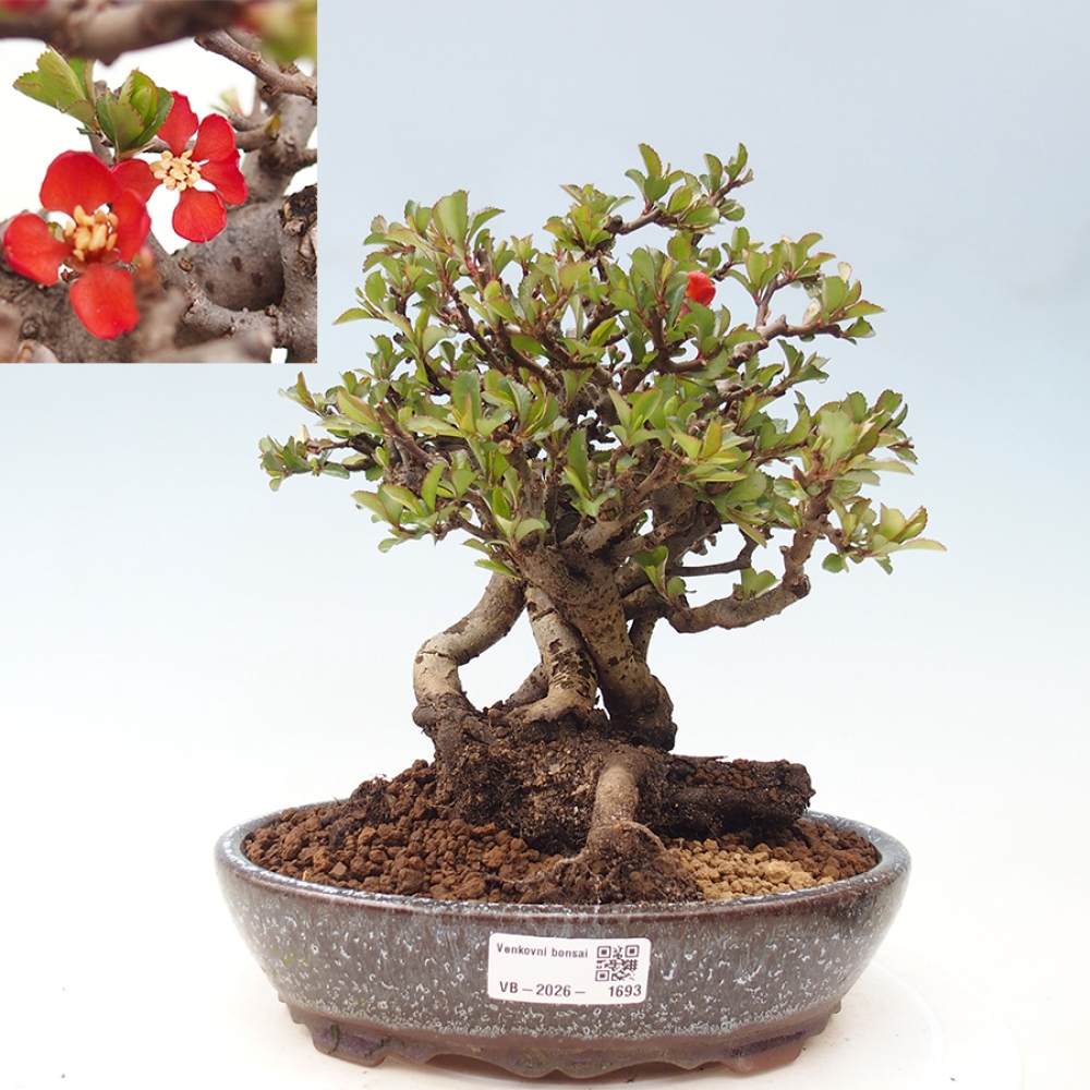 Bonsai da esterno - Chaneomeles speciosa - Cotogno