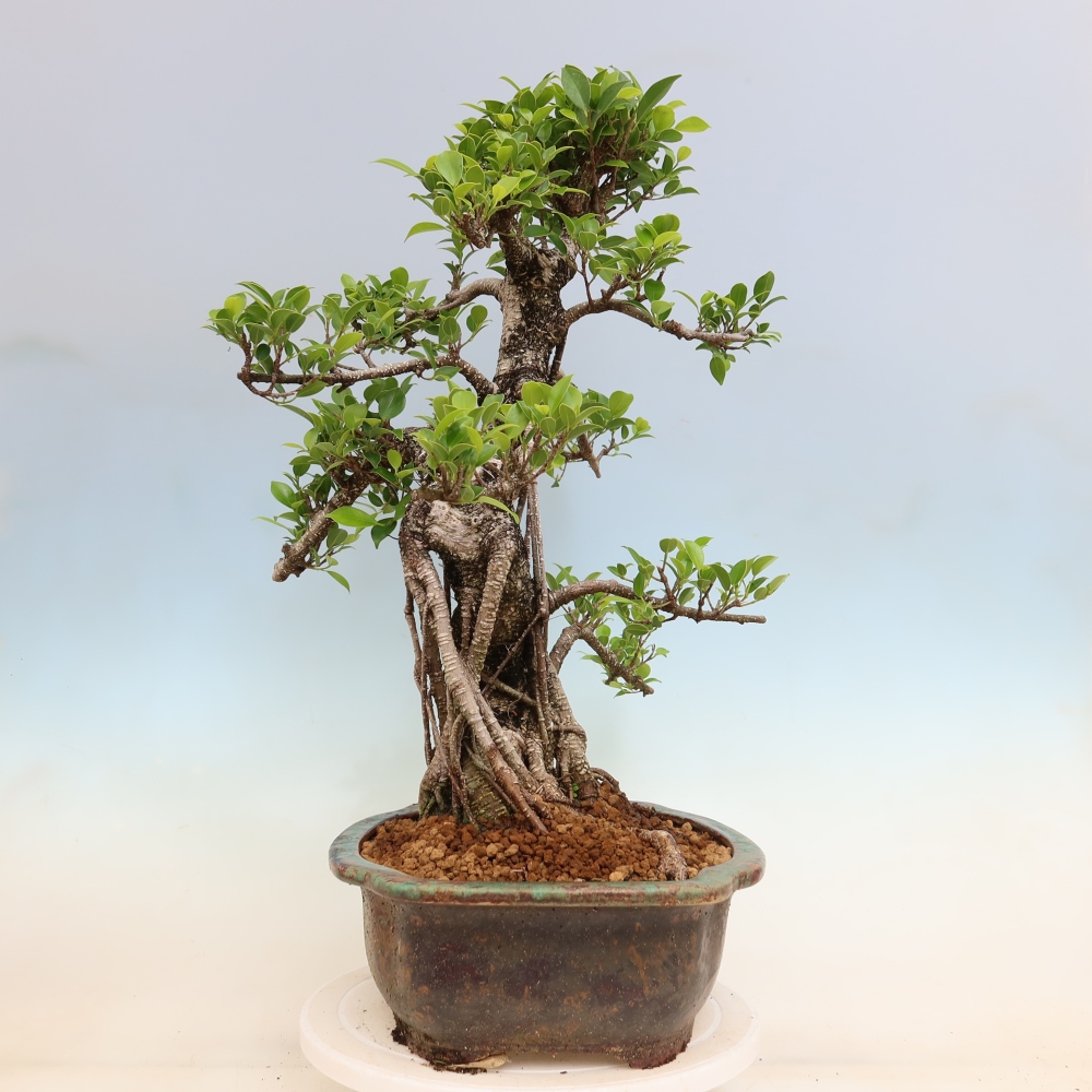 Camera bonsai - Ficus kimmen - ficus a foglie piccole