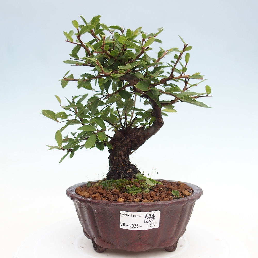 Bonsai da esterno - Zelkova - Zelkova NIRE