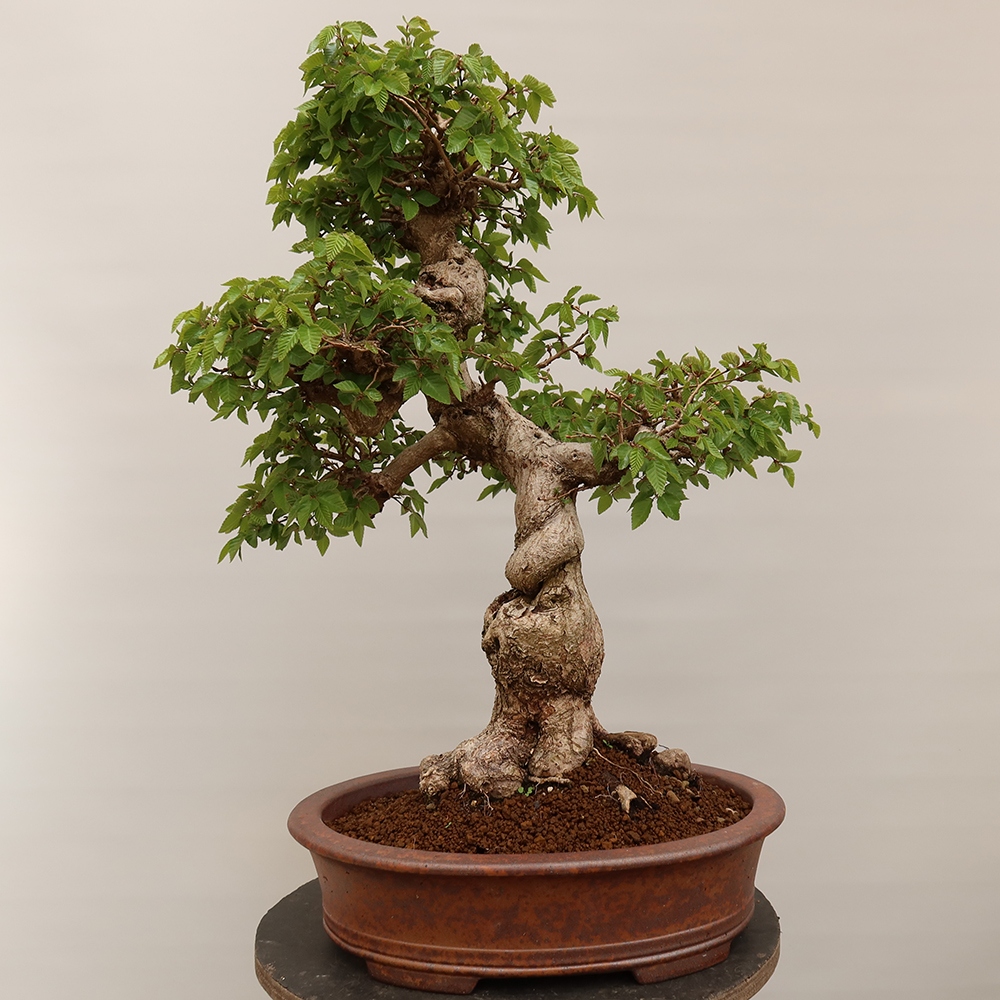 Bonsai da esterno -Carpinus Coreana - Carpino coreano