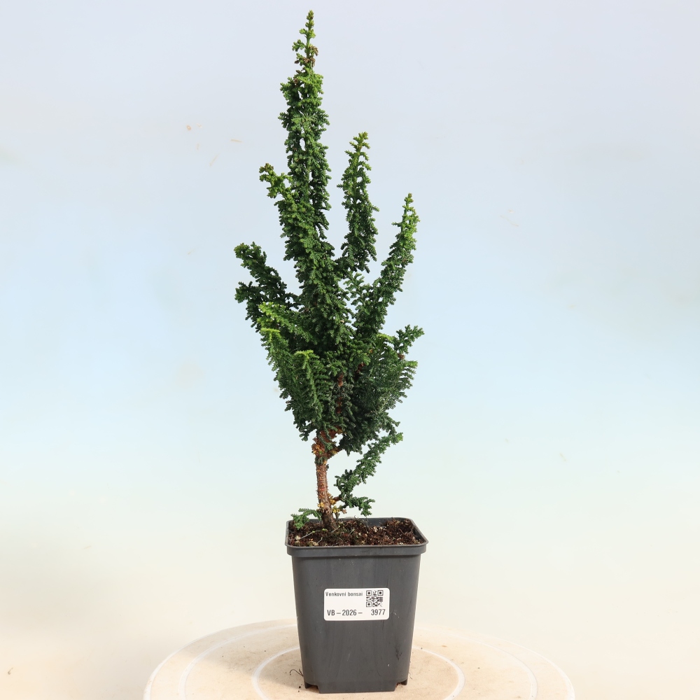 Bonsai da esterno - Cham. obtusa SEKKA HINOKI - Cipresso