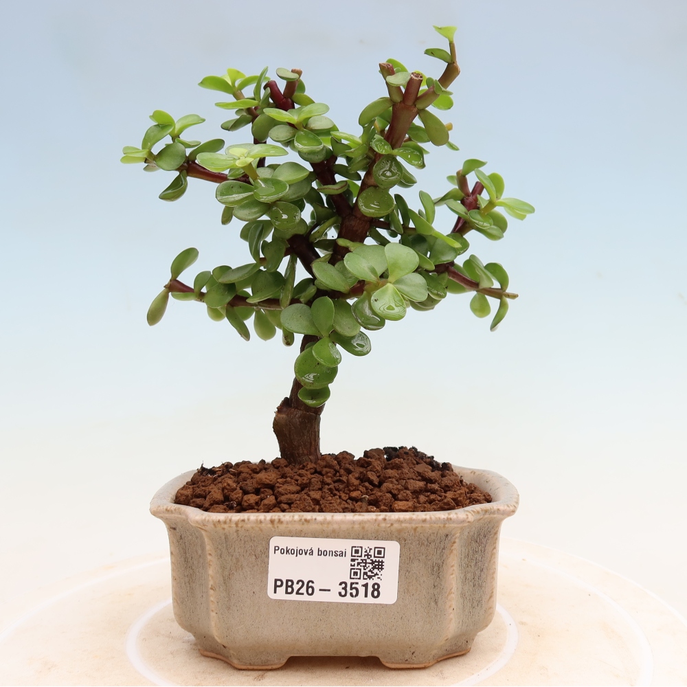 Camera bonsai - Portulakaria Afra - Tlustice