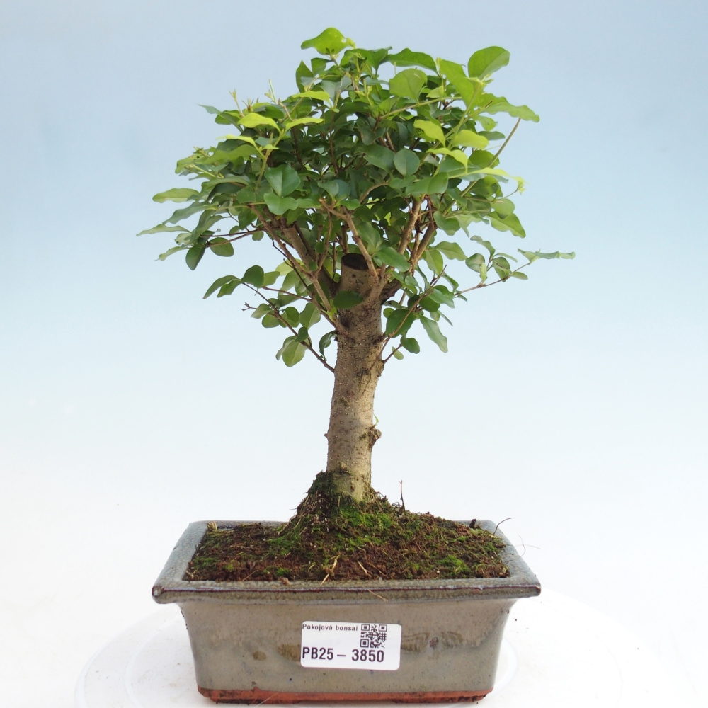 Camera bonsai -Ligustrum chinensis - Becco d'uccello