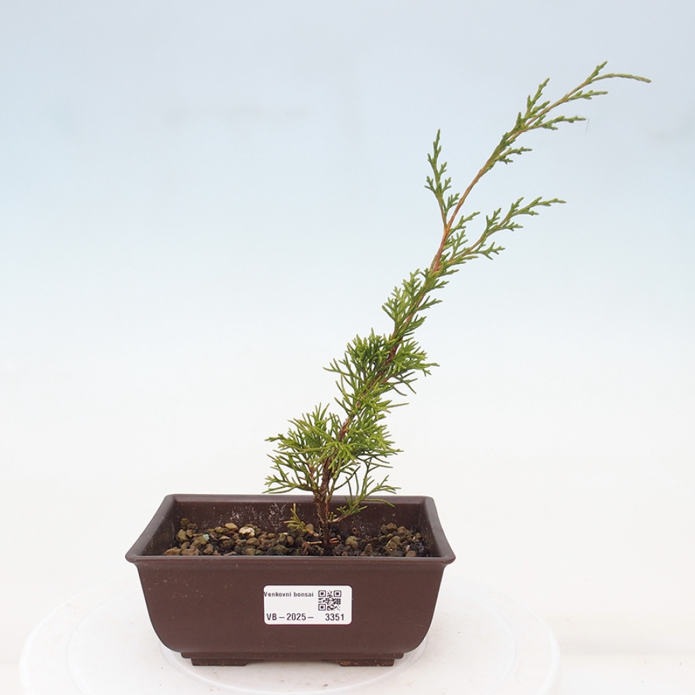 Bonsai da esterno - Juniperus chinensis Itoigawa