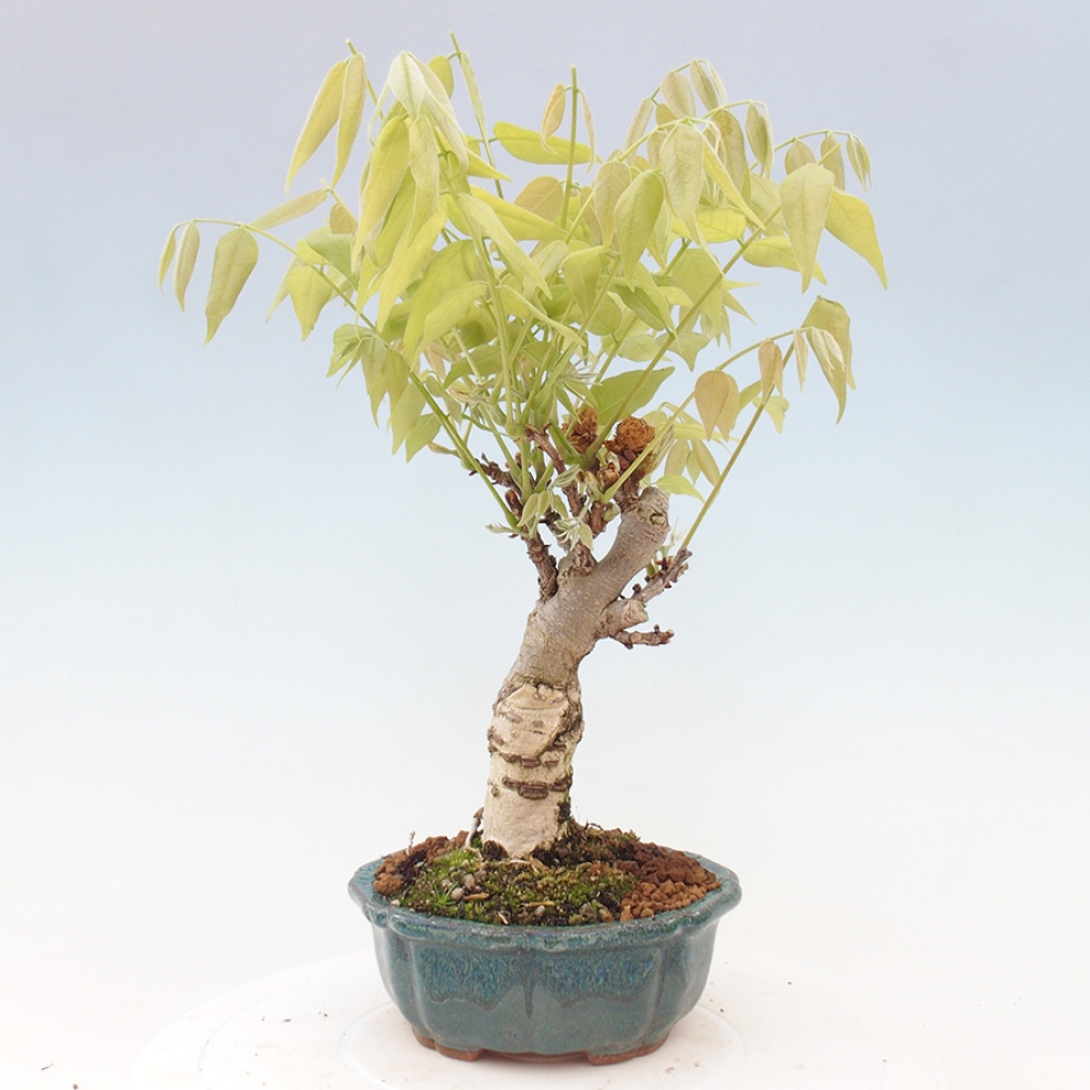 Bonsai da esterno - Glicine floribunda