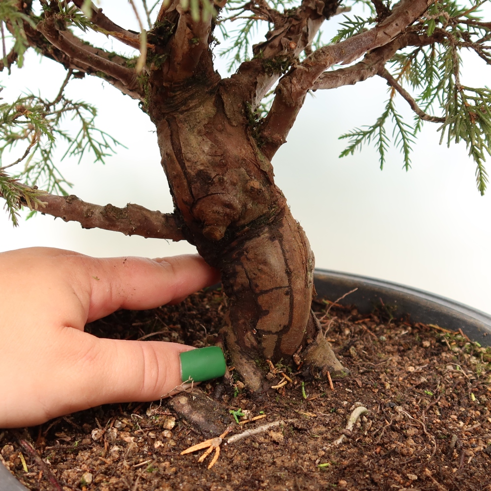 Bonsai da esterno - Juniperus chinensis Itoigawa-Juniperus chinensis