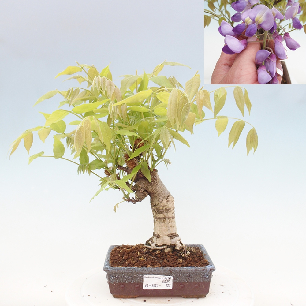 Bonsai da esterno - Glicine floribunda