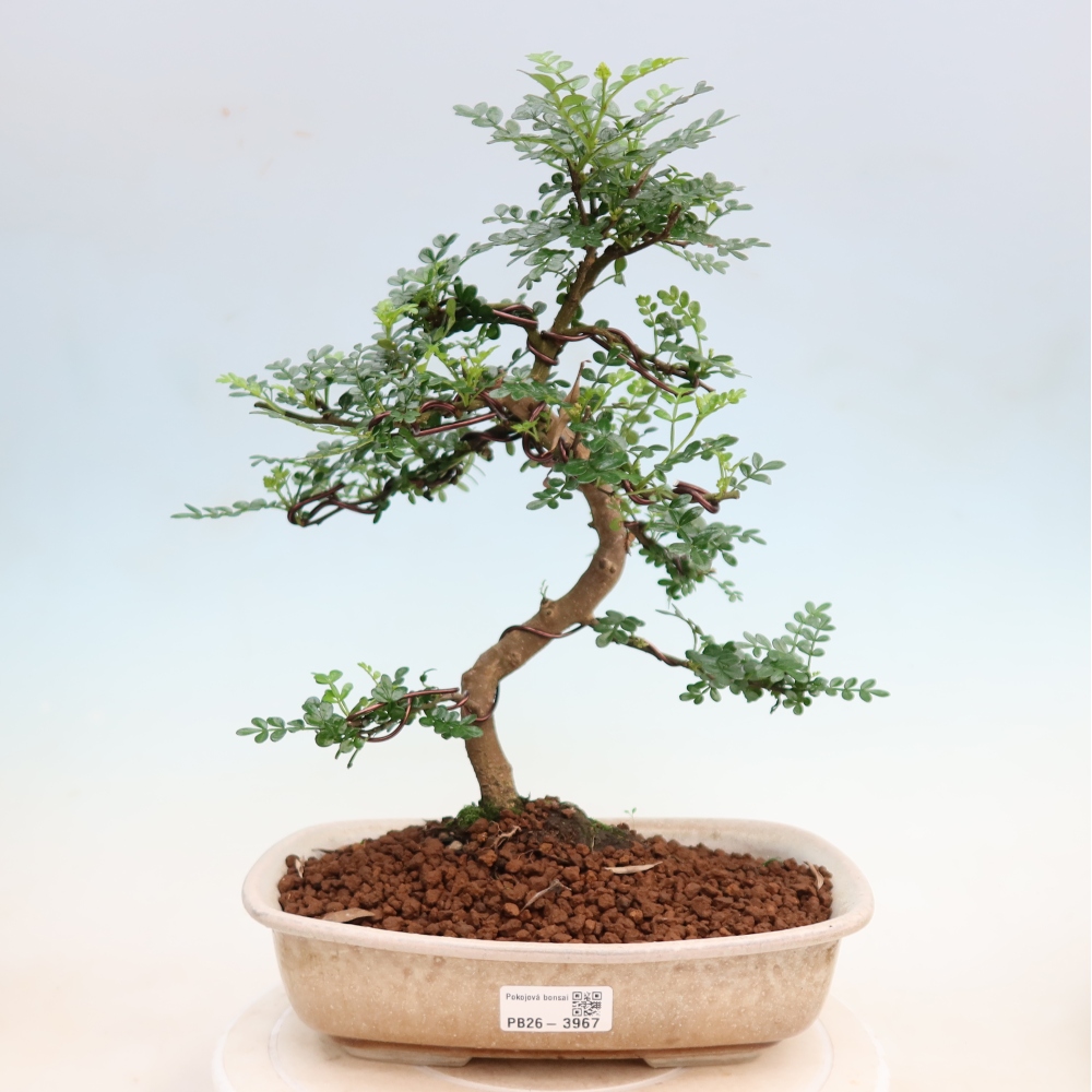 Camera bonsai - Zantoxylum piperitum - albero del pepe
