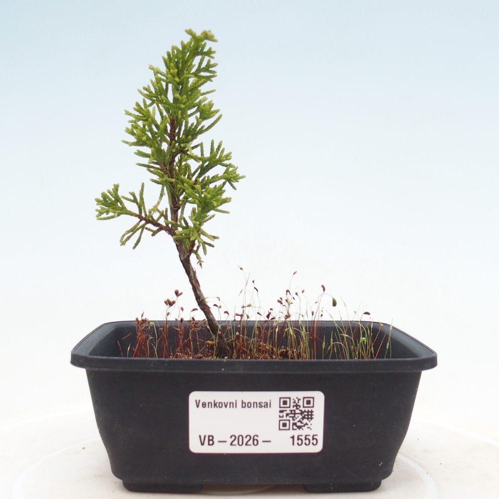 Bonsai da esterno - Juniperus chinensis Itoigawa