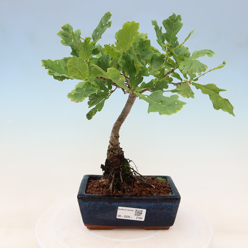 Bonsai da esterno - Quercus robur - Faggio comune