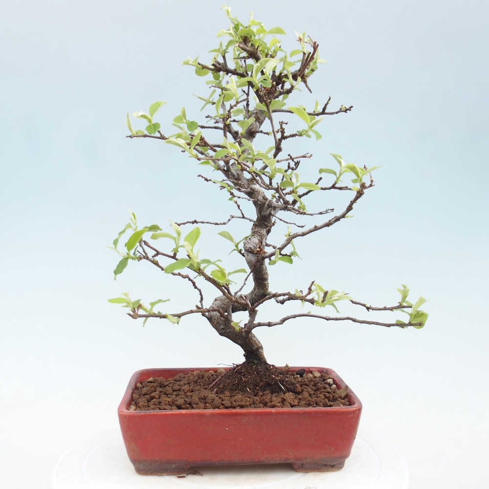 Bonsai da esterno - Chaneomeles chinensis