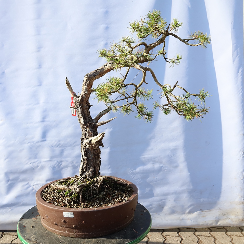Pinus sylvestris Spagna - pino silvestre