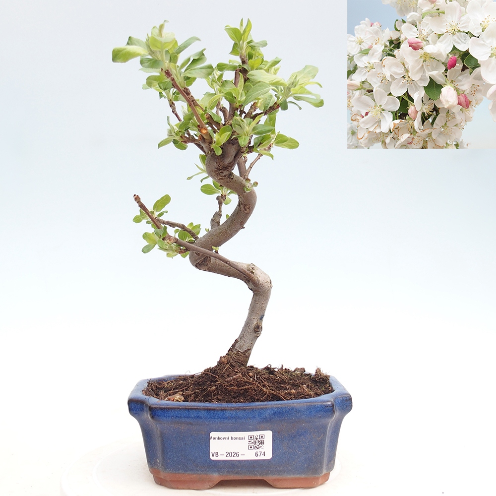 Bonsai da esterno -Malus halliana - Melo a frutto piccolo