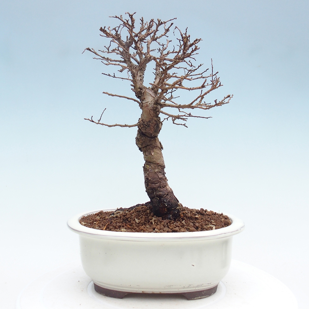 Bonsai da esterno - Zelkova - Zelkova NIRE