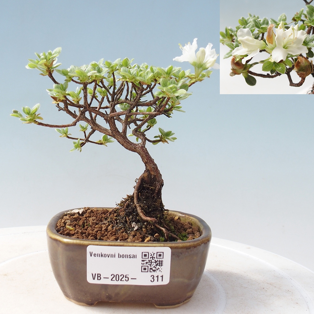 Bonsai da esterno - Rhododendron indicum - Azalea giapponese