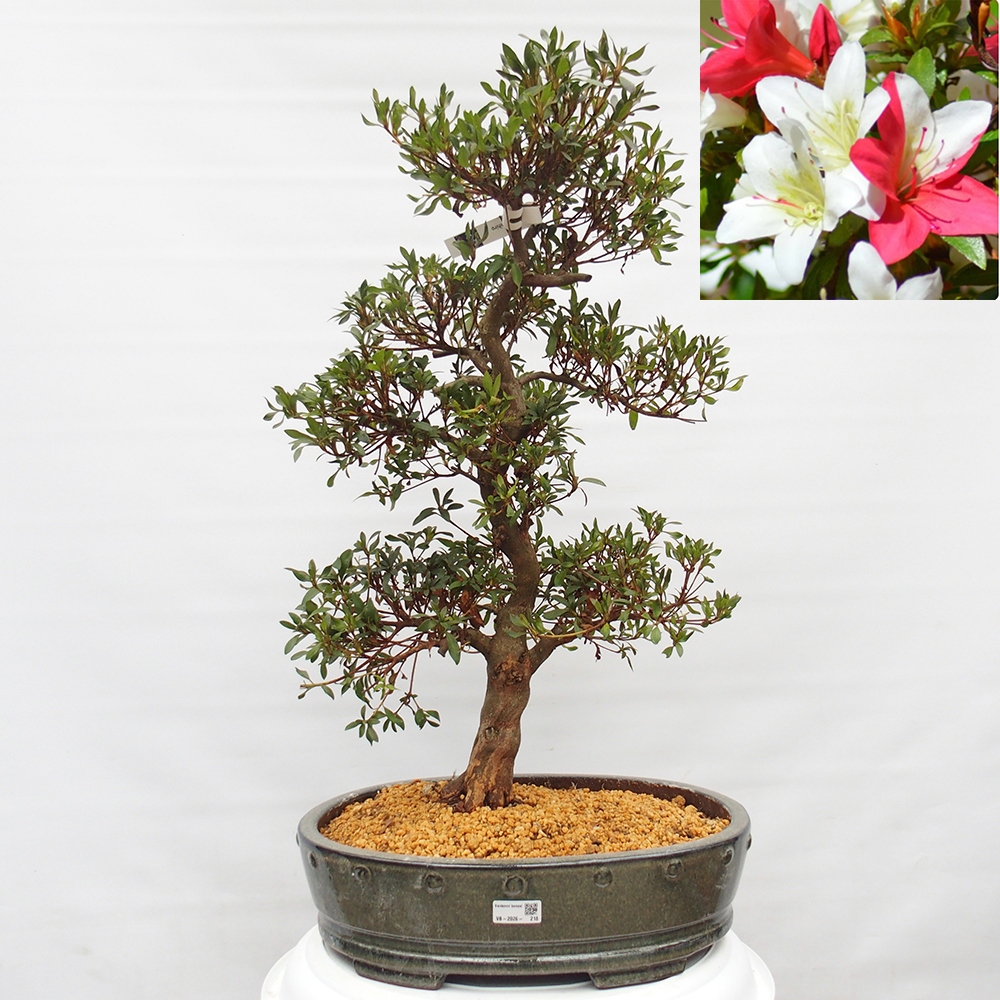 Bonsai da esterno - Azalea giapponese - Azalea CHIHIRO