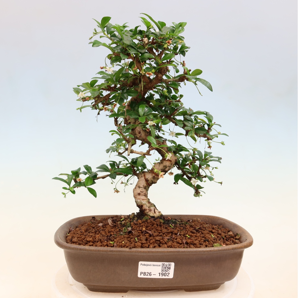 Camera bonsai - Carmona macrophylla - Tea fuki