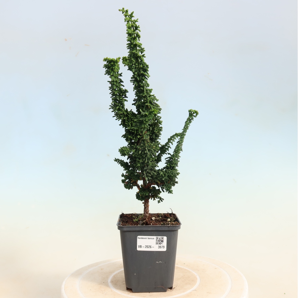 Bonsai da esterno - Cham. obtusa SEKKA HINOKI - Cipresso