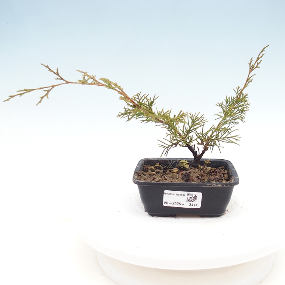 Bonsai da esterno - Juniperus chinensis Itoigawa