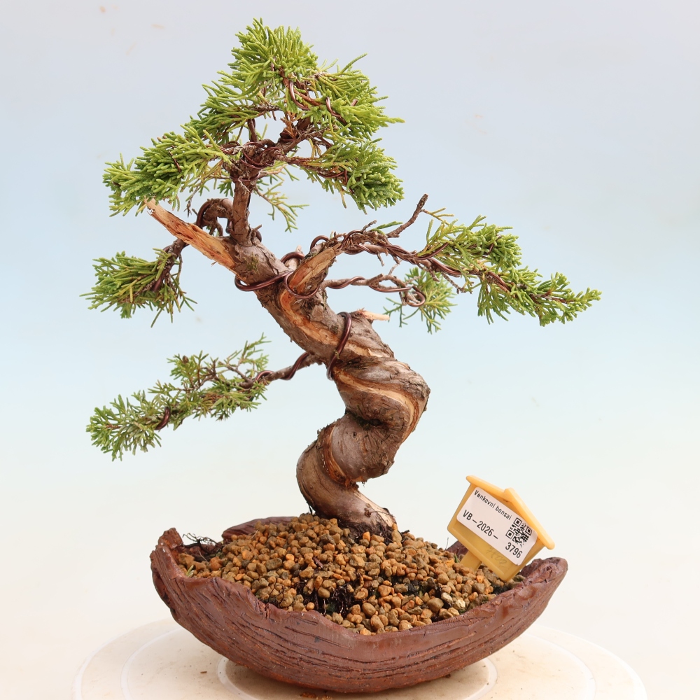 Bonsai da esterno - Juniperus chinensis Itoigawa-Juniperus chinensis