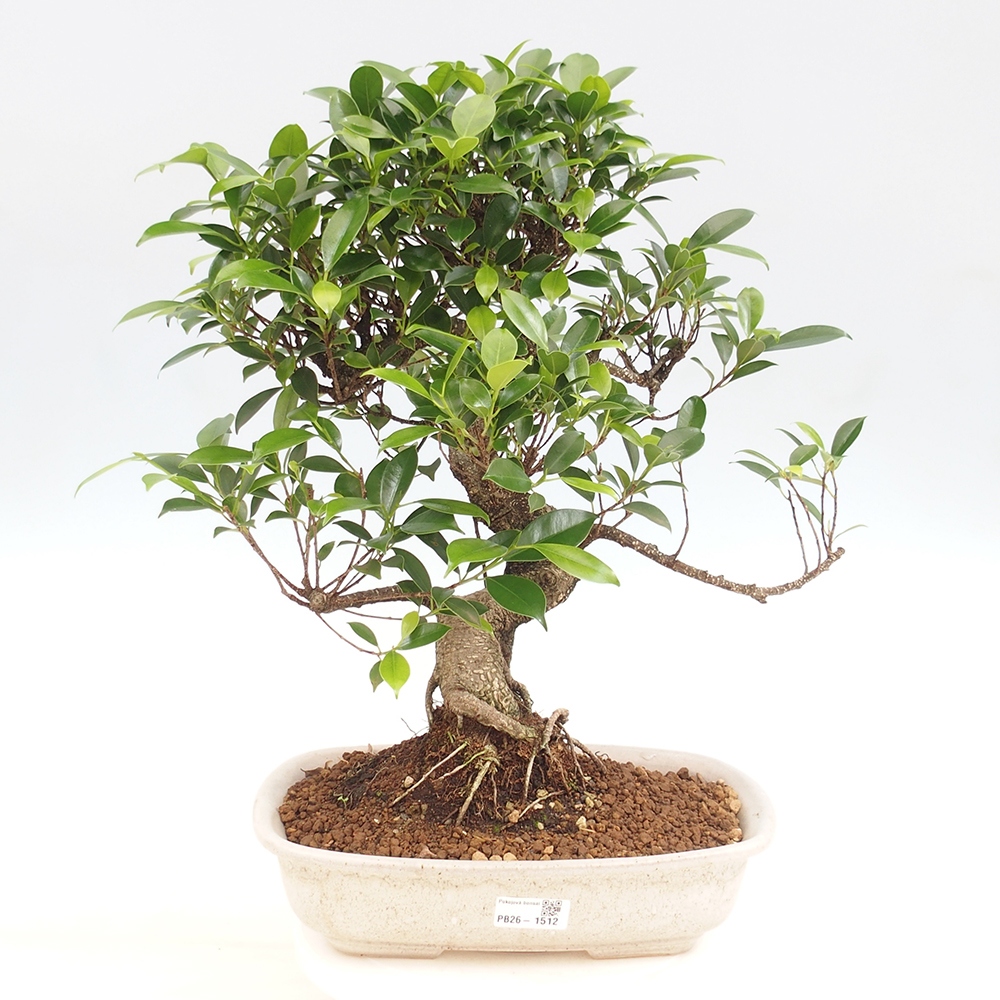 Camera bonsai - Ficus kimmen - ficus a foglie piccole