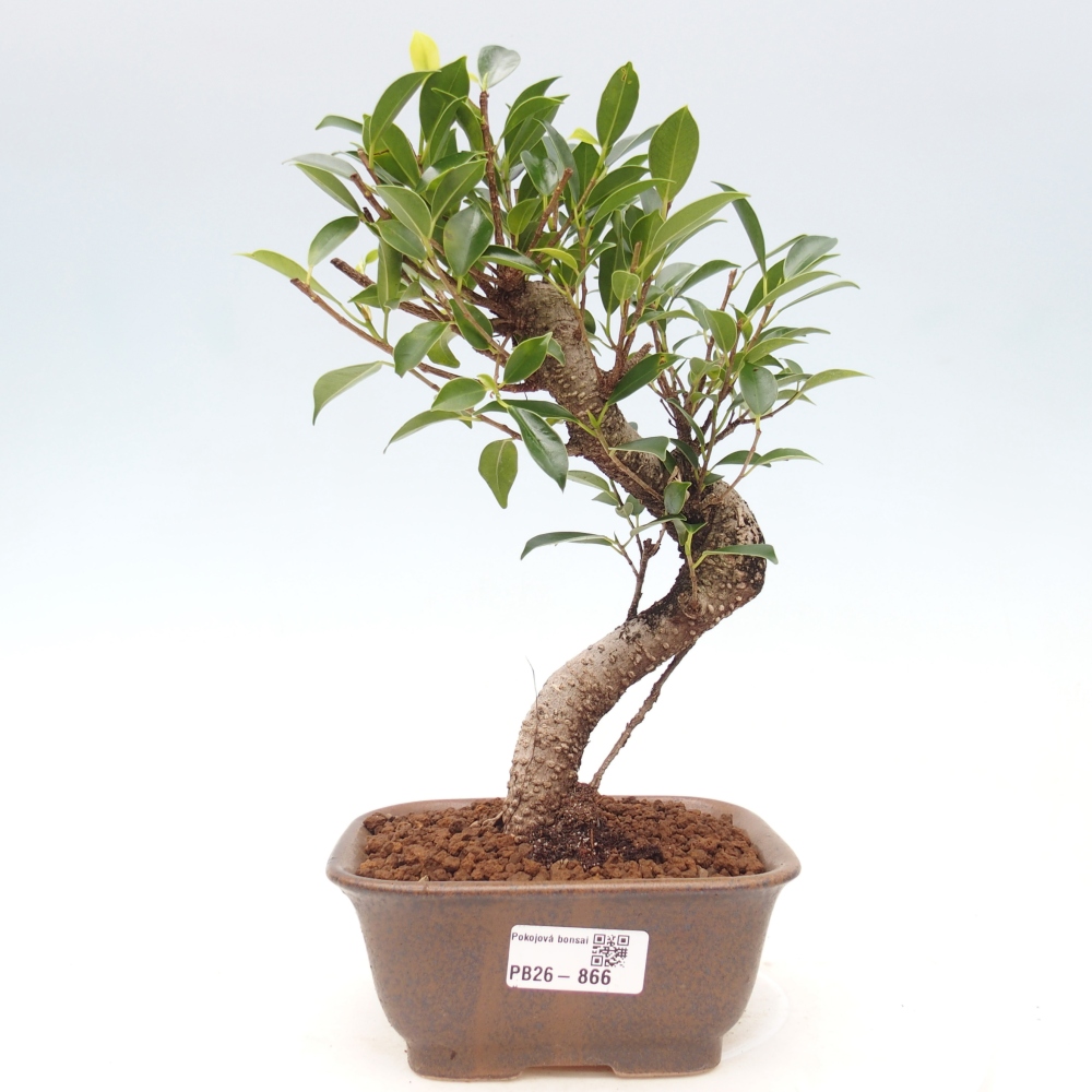 Camera bonsai - Ficus retusa - ficus a foglie piccole