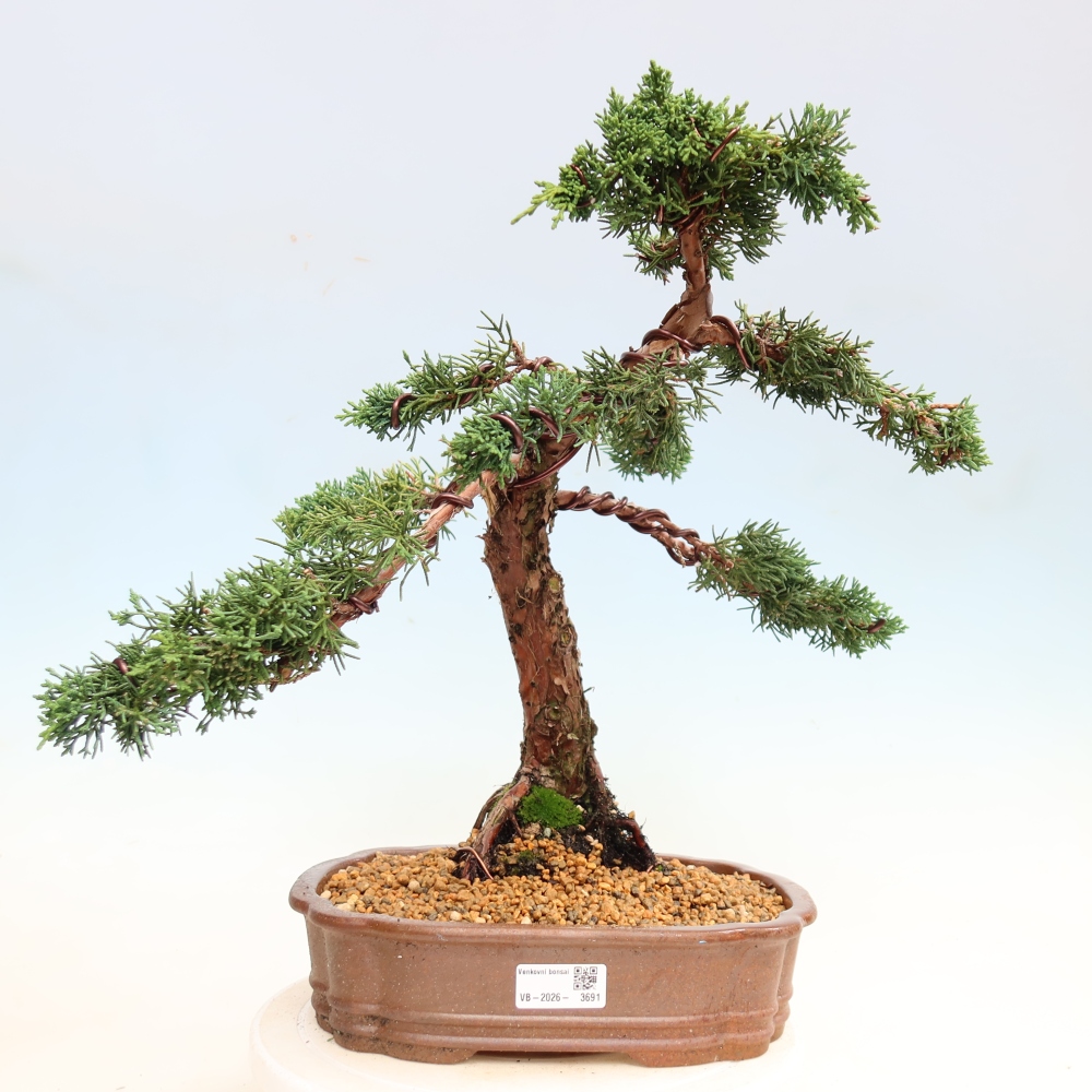 Bonsai da esterno - Juniperus chinensis Kishu