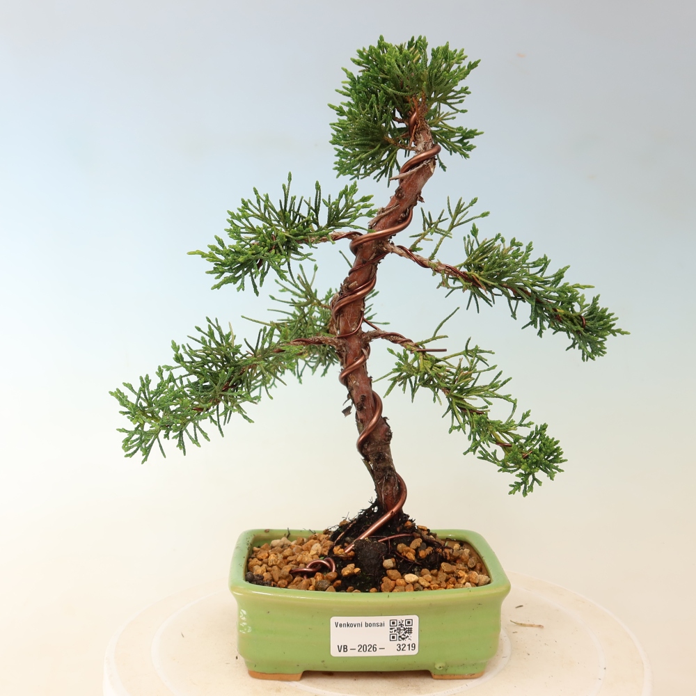 Bonsai da esterno - Juniperus chinensis Kishu