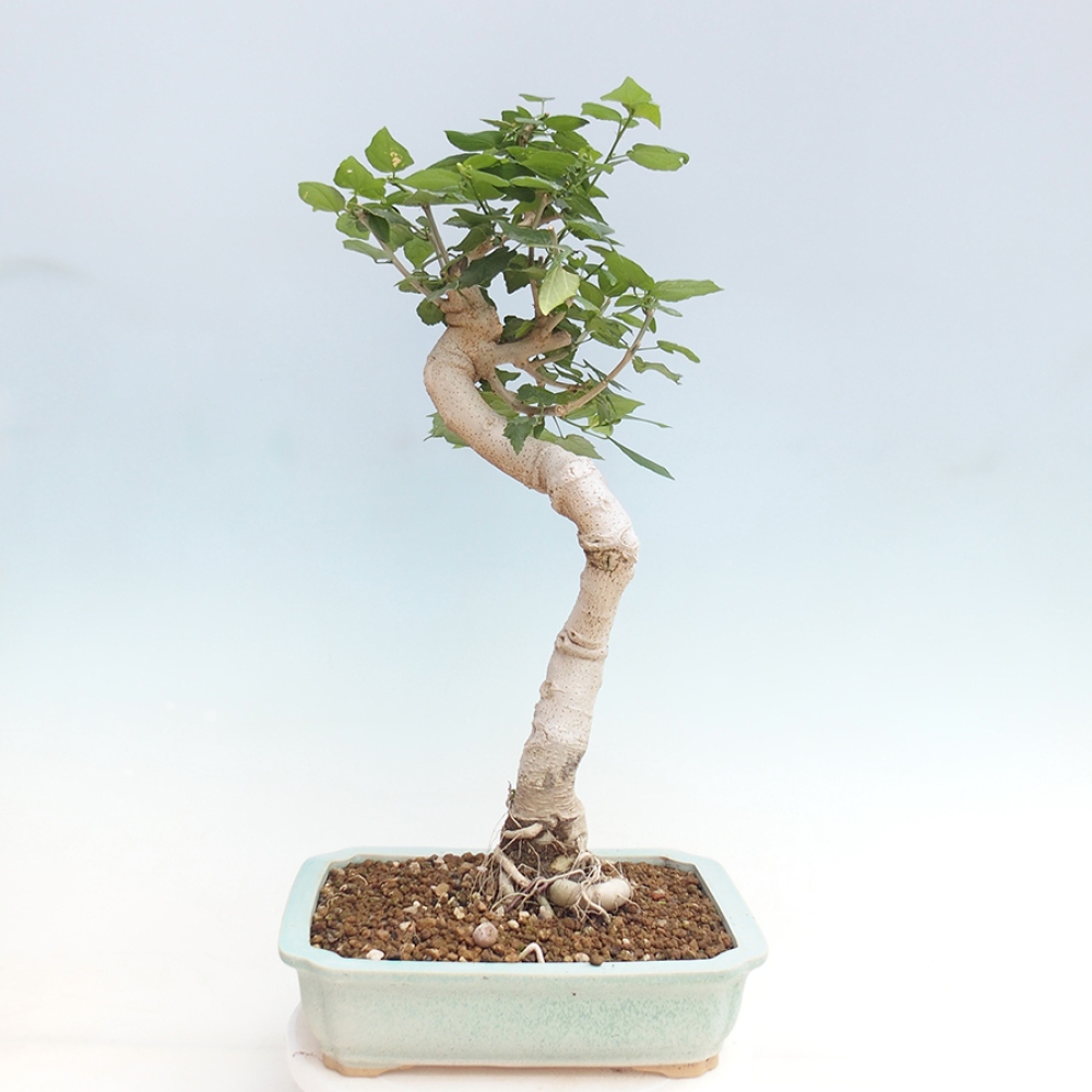 Bonsai da interno - Malvaviscus arboreus