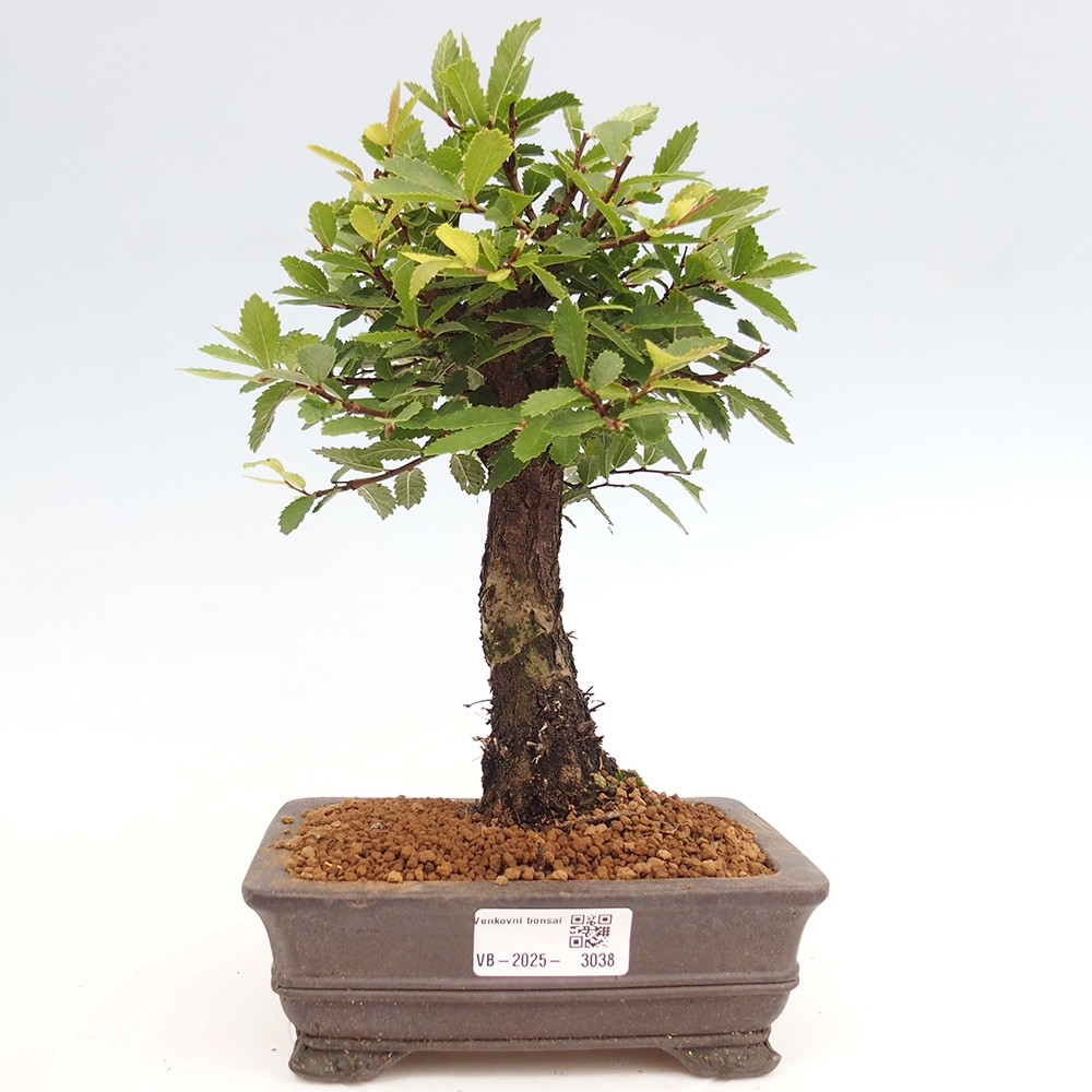 Bonsai da esterno - Zelkova - Zelkova NIRE